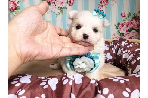 成約済の秋田県のミックス犬-100080の2枚目