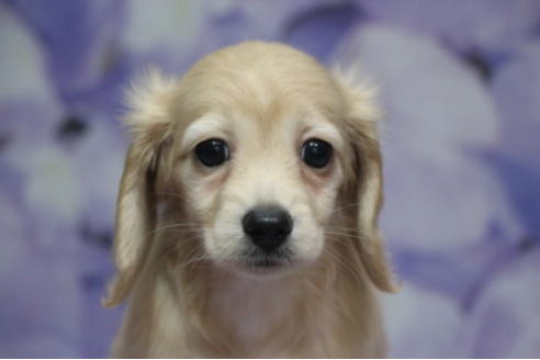 成約済の千葉県のミニチュアダックスフンド(ロングヘアード)-100462の1枚目