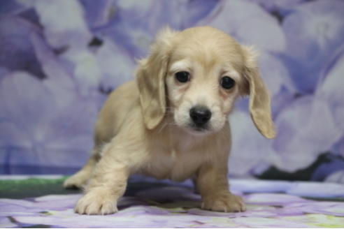 成約済の千葉県のミニチュアダックスフンド(ロングヘアード)-100462の5枚目