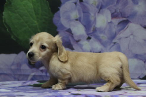 成約済の千葉県のミニチュアダックスフンド(ロングヘアード)-100462の4枚目