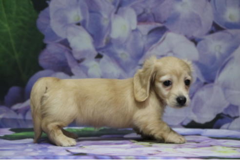 成約済の千葉県のミニチュアダックスフンド(ロングヘアード)-100462の3枚目