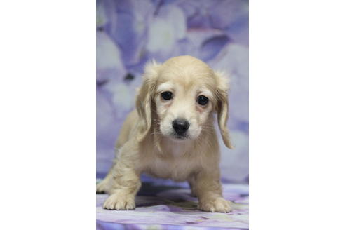 成約済の千葉県のミニチュアダックスフンド(ロングヘアード)-100462の2枚目