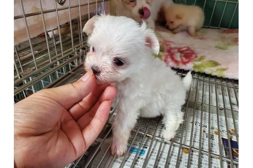 成約済の愛知県のマルチーズ-100482の4枚目