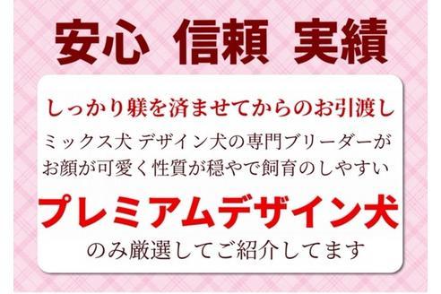 成約済の秋田県のチワプー:チワワ×トイプードル-100488の9枚目