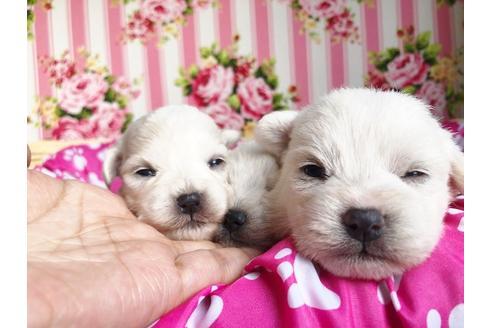 成約済の秋田県のマルックス:マルチーズ×ミニチュアダックスフンド-100496の4枚目