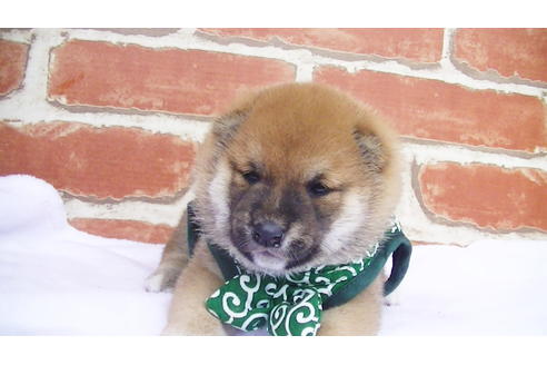 成約済の福岡県の豆柴-98860の1枚目