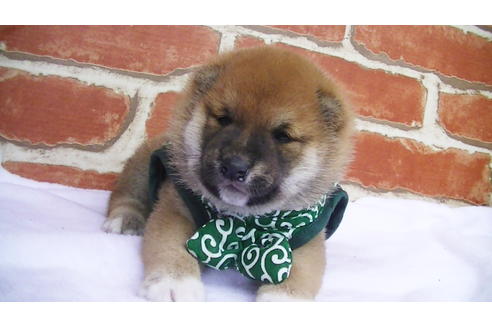 成約済の福岡県の豆柴-98860の3枚目