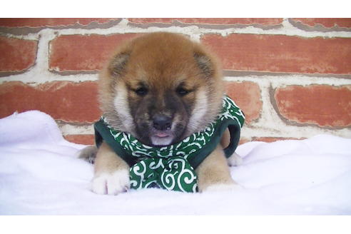 成約済の福岡県の豆柴-98860の2枚目