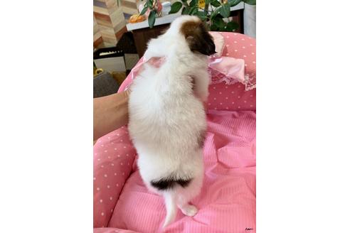 成約済の大阪府のパピヨン-100503の2枚目