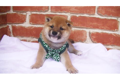 成約済の福岡県の豆柴-97694の3枚目