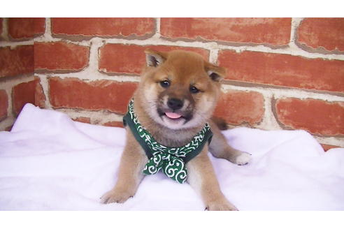 成約済の福岡県の豆柴-97694の2枚目