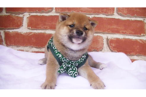 成約済の福岡県の豆柴-97694