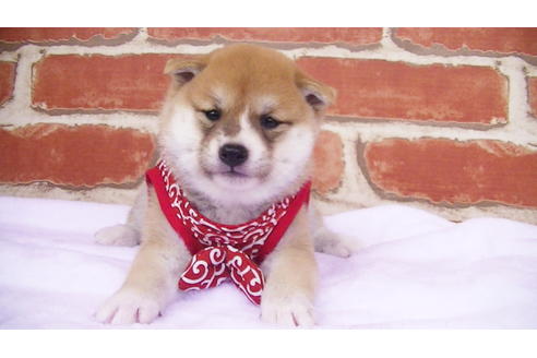 成約済の福岡県の豆柴-97690の4枚目