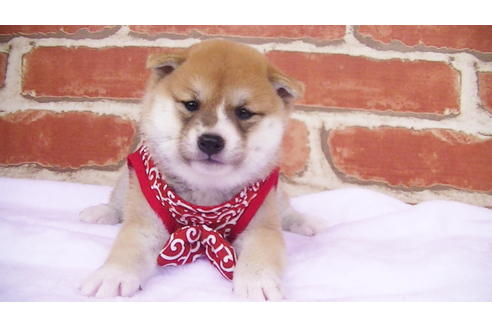 成約済の福岡県の豆柴-97690の1枚目