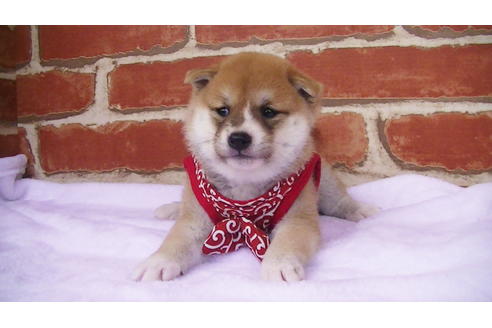 成約済の福岡県の豆柴-97690の3枚目