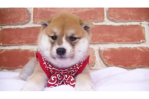 成約済の福岡県の豆柴-97690の2枚目