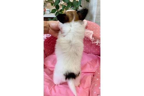 成約済の大阪府のパピヨン-100505の2枚目