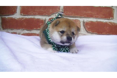 成約済の福岡県の豆柴-98871の3枚目