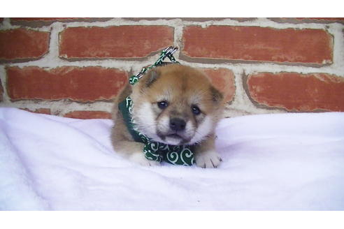 成約済の福岡県の豆柴-98871の2枚目