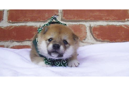 成約済の福岡県の豆柴-98871