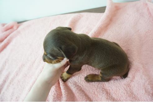 成約済の奈良県のドーベルマン-100506の5枚目