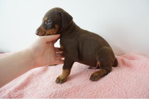 成約済の奈良県のドーベルマン-100506の3枚目