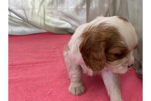 子犬