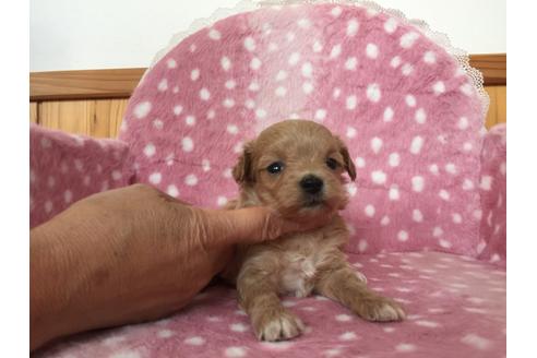 成約済の兵庫県のマルプー:マルチーズ×トイプードル-100544