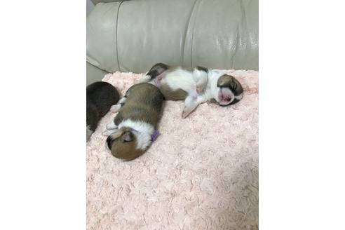 成約済の愛媛県のウェルシュコーギーペンブローク-100550の3枚目