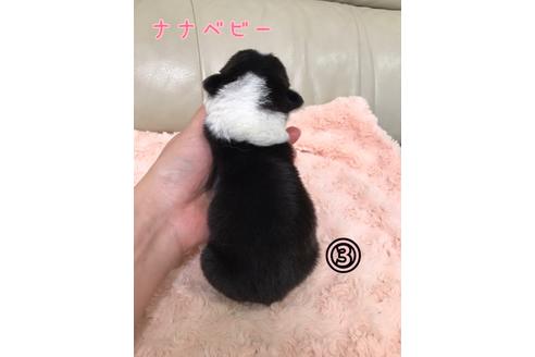 成約済の愛媛県のウェルシュコーギーペンブローク-100557の2枚目