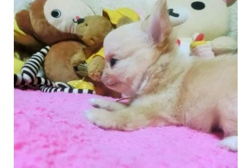 成約済の群馬県のチワワ(ロングコート)-100564の1枚目