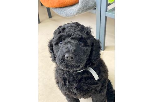 成約済の東京都のミックス犬-98509の7枚目