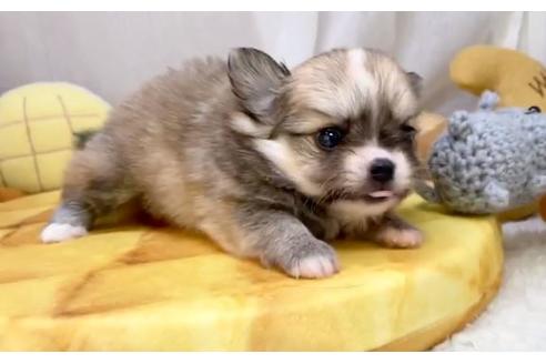 成約済の香川県のポメチワ:ポメラニアン×チワワ-100570の3枚目
