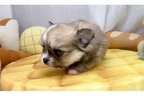 成約済の香川県のポメチワ:ポメラニアン×チワワ-100570の2枚目