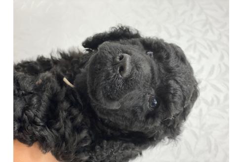 成約済の東京都のミックス犬-98509の6枚目