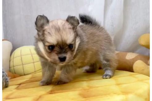 成約済の香川県のポメチワ:ポメラニアン×チワワ-100571
