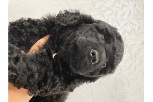 成約済の東京都のミックス犬-98509の5枚目