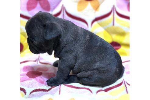 成約済の香川県のフレンチブルドッグ-100300の3枚目