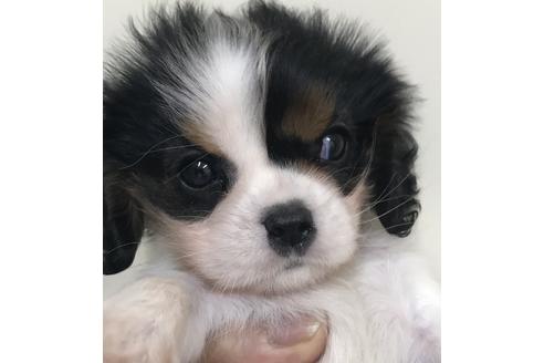 成約済の北海道のキャバリアキングチャールズスパニエル-100643の1枚目