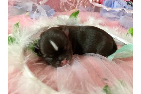 成約済の三重県のチワワ(ロングコート)-100388の39枚目