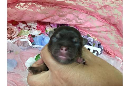 成約済の三重県のチワワ(ロングコート)-100389の33枚目