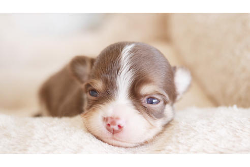 成約済の福岡県のチワワ(ロングコート)-100670の1枚目