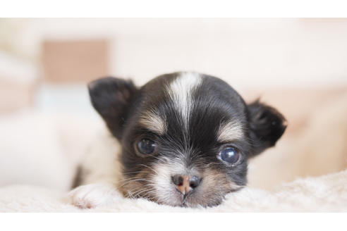 成約済の福岡県のチワワ(ロングコート)-100671の1枚目