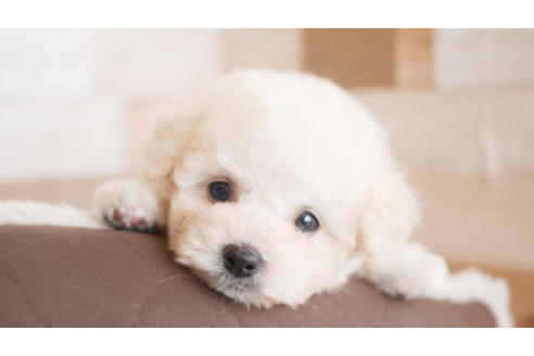 成約済の福岡県のトイプードル-100675の1枚目