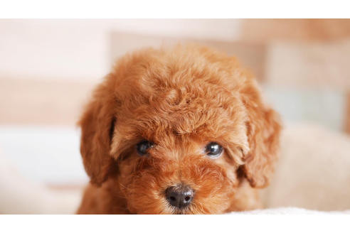 成約済の福岡県のトイプードル-100677の1枚目