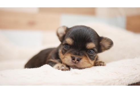 成約済の福岡県のチワワ(ロングコート)-100678の1枚目