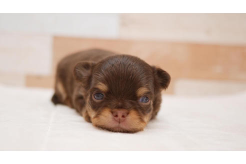 成約済の福岡県のチワワ(ロングコート)-100679の1枚目