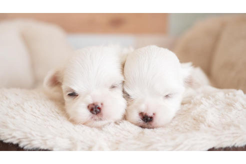 成約済の福岡県のマルチーズ-100681の1枚目