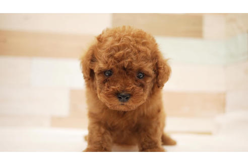 成約済の福岡県のトイプードル-100684