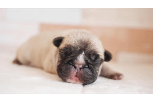 成約済の福岡県のフレンチブルドッグ-100685